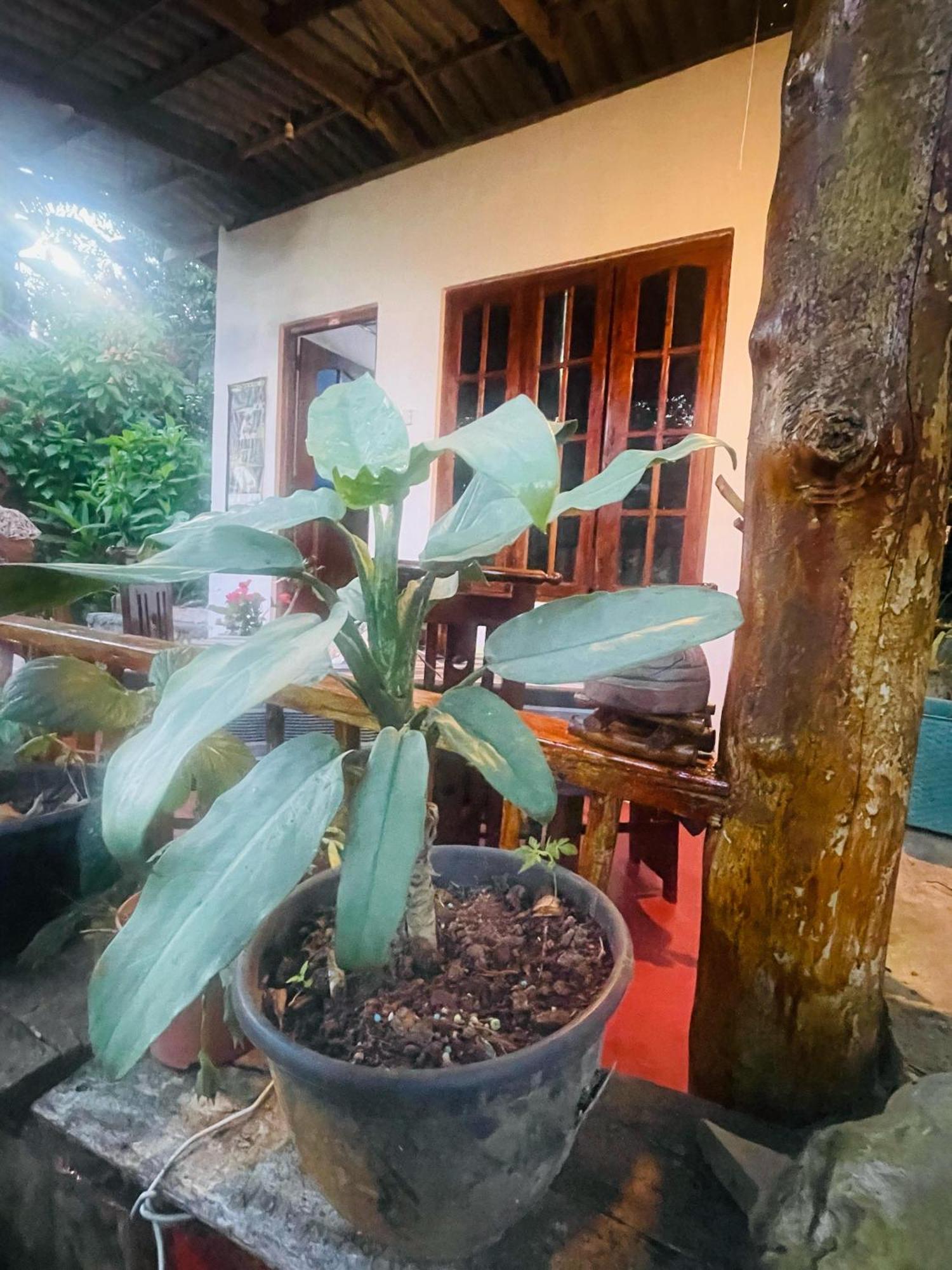 Hidden Gem Inn Ella Zewnętrze zdjęcie
